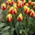 Tulip Keizerskroon (old tulip from 1750)